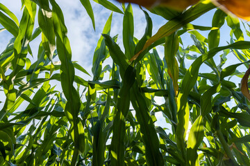 a field with green tall corn and corn cobs
