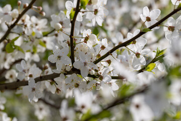 white cherry blossoms in the spring season, beautiful cherry