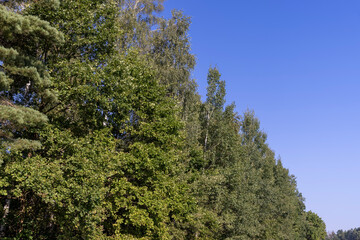 mixed forest with trees of different species in the summer season