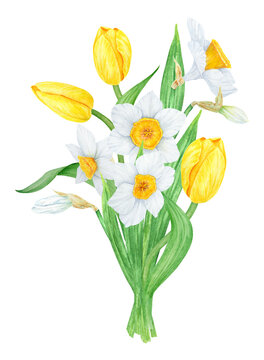 Bouquet of white narcissus, yellow tulip. Watercolor illustration of daffodil. Handdrawn watercolor botanical painting of fragrant spring garden flower for greeting, wedding, Easter, Mothers day print