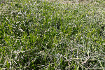 mown grass in the spring season, mowing grass