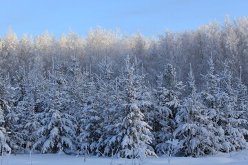 snow covered trees