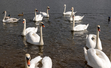 Obraz premium a large number of white swans on the lake in summer