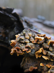 Bunte Baumpilze an morschen Baumstämmen