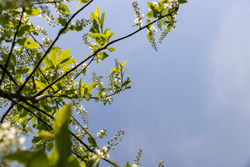 a flowering cherry tree in the spring season, a spring park