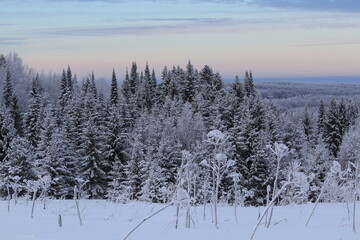 snow covered trees in winter