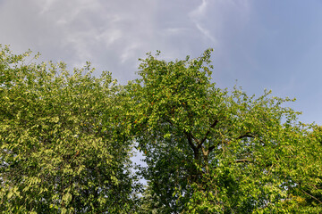 cherry plum berries hanging on a tree in autumn