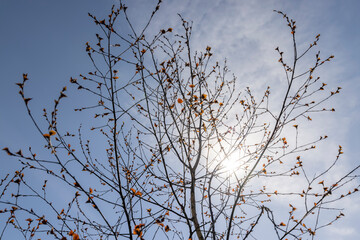 spring park with birch trees with the first red foliage