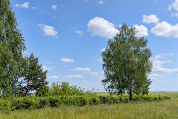 Fototapeta na wymiar green foliage on birch trees in summer, sunny