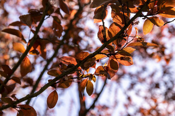 blooming cherry tree with red foliage in the spring season