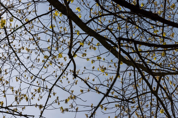 a flowering maple tree in the spring season, a spring park