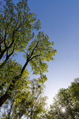 green foliage on a maple tree in spring bloom