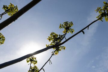 a flowering walnut tree in the spring season, a spring park