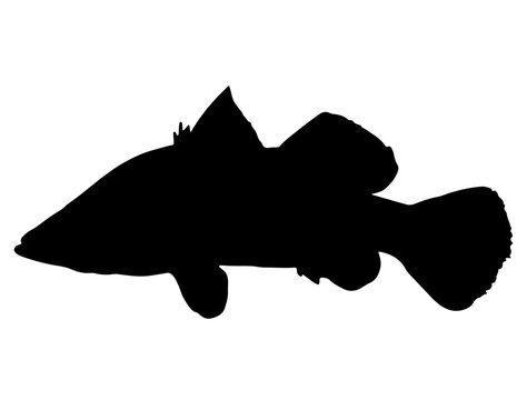 recommend clip art: Barramundi fish silhouette vector art white background