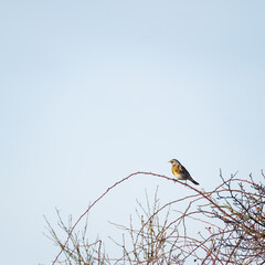 Song thrush perched on twig