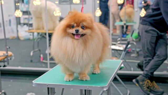 A German Pomeranian dog stands on a grooming table with a beautiful hairstyle
