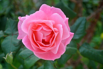 Rosa