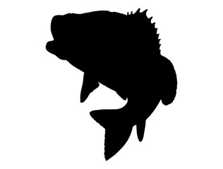 Bass fish silhouette vector art white background