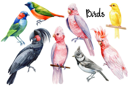 Tropical birds set isolated white background. Watercolor hand-painted bird illustration, Cute parrot, Tufted tit, canary