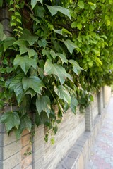 Fototapeta na wymiar Green ivy on an old wall