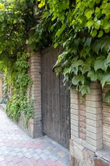 Green ivy on an old wall