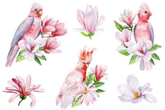 Beautiful pink bird cockatoo sitting on branch of spring magnolia flowers isolated white background, watercolor clipart