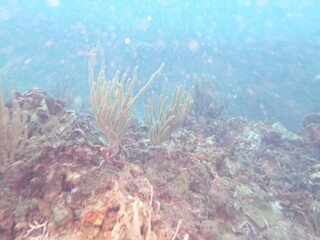 Fototapeta na wymiar coral reed in the caribbean