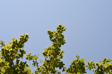 Oriental hornbeam branches against blue sky