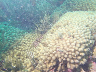 Naklejka na ściany i meble coral reed in the caribbean