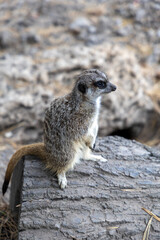A small gray meerkat sits on a log