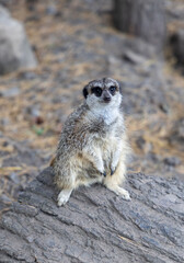 A small gray meerkat sits on a log