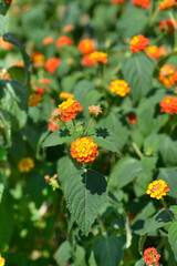 Shrub verbena flowers