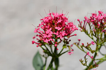 Red valerian flowers