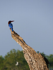Black-capped kingfisher (Halcyon pileata) in Sri lanka