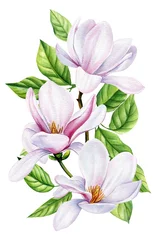 Foto op Canvas White Magnolia, beautiful branches with spring flowers, isolated white background in watercolor. Floral design elements © Hanna