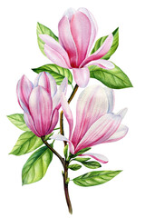 Magnolia flower, beautiful branches with spring flowers, isolated white background in watercolor. Floral design elements