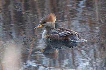 Merganser swimming at the marsh