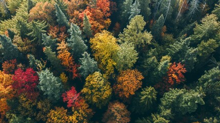 Naklejka na ściany i meble Fall from Above: A Patchwork of Vibrant Forest Hues