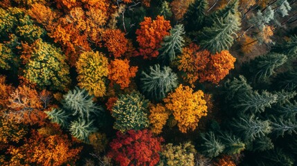 Fototapeta premium Aerial Autumn Symphony: The Forest's Colorful Crescendo