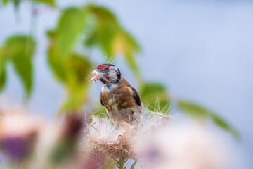 European goldfinch, feeding on the seeds of thistles. Carduelis carduelis.