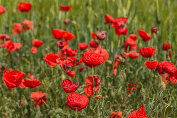 Champ de coquelicots à El Grado, Aragón, Espagne