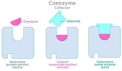 Coenzyme, cofactor. Holoenzyme active work. Enzyme, apoenzyme protein portion inactive, Nonprotein, substrate and product. Lock, key mechanism action. Complex, active site. Vector illustration - obrazy, fototapety, plakaty