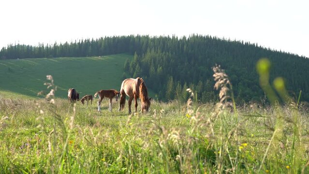 a baby horse and an adult bay horse graze among the mountains in the grass near the village on the farm. the concept of responsible animal husbandry and breeding