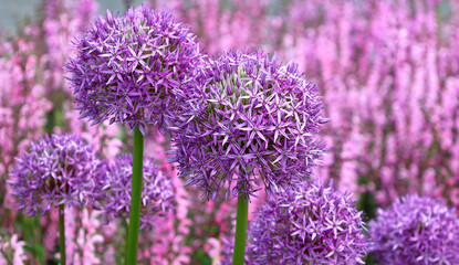 The onion genus Allium comprises monocotyledonous flowering plants and includes the onion, garlic,...