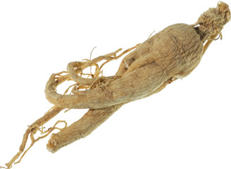 ginseng cut out on transparent background.