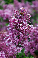 Obraz premium Syringa vulgaris (lilac or common lilac) is a species of flowering plant in the olive family Oleaceae, native to the Balkan Peninsula, where it grows on rocky hill