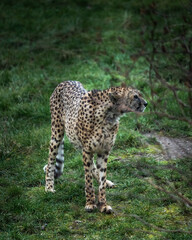 Wild animals, portraits of animals
