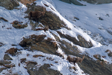 alpine ibex, capra ibex, in the snow capped rocks of the hohe tauern national park austria at a...