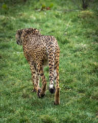 Wild animals, portraits of animals
