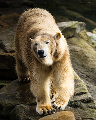 Obraz premium Wild animals, portraits of animals 